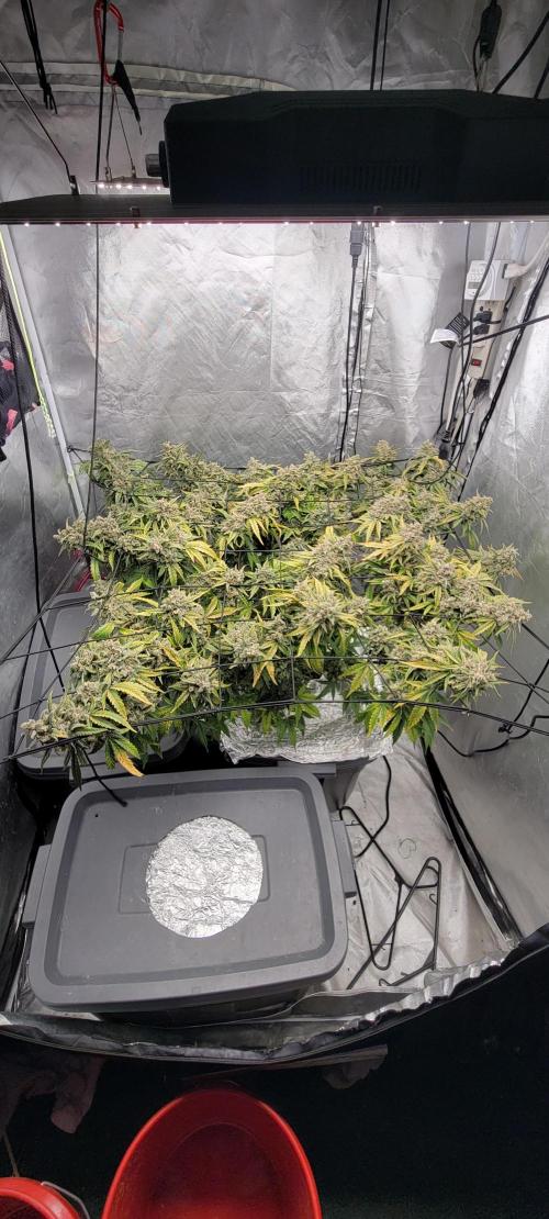 Dan's adventures in growing. Week 13