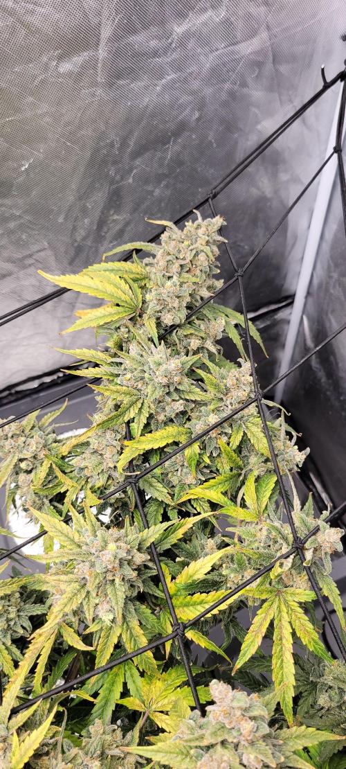 Dan's adventures in growing. Week 13