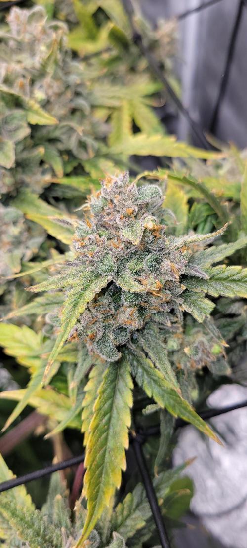 Dan's adventures in growing. Week 13