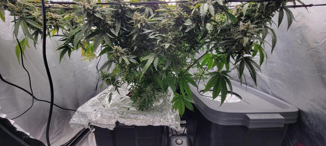 Dan's adventures in growing. Week 13