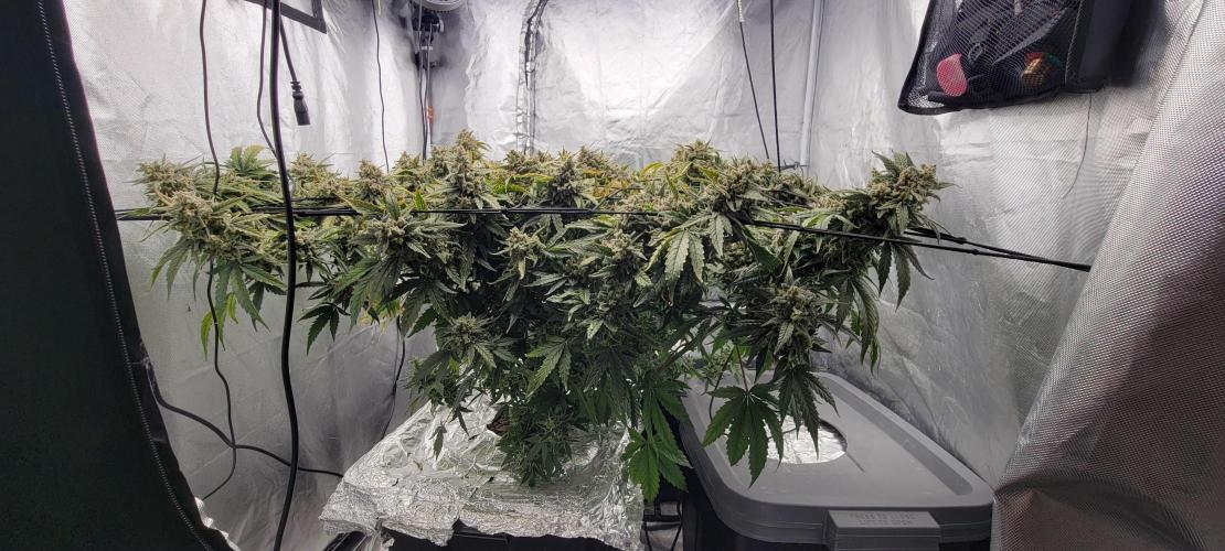 Dan's adventures in growing. Week 13