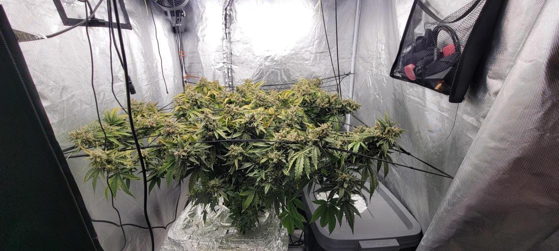 Dan's adventures in growing. Week 13