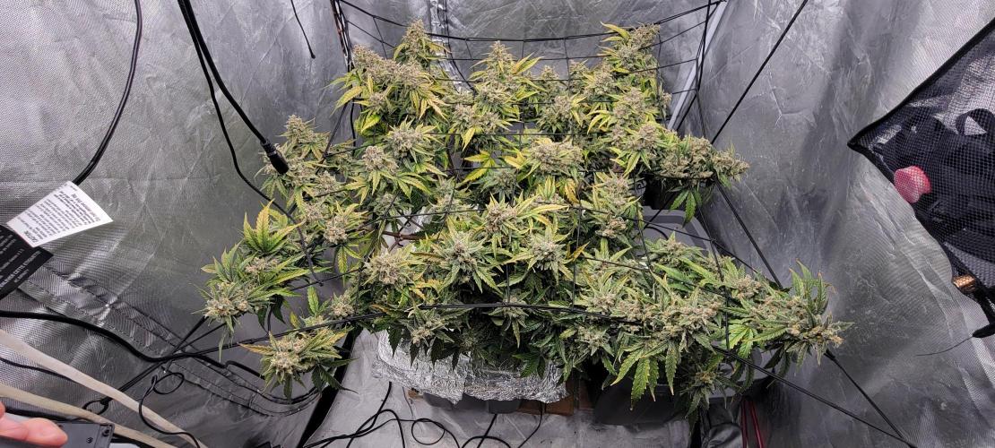 Dan's adventures in growing. Week 13