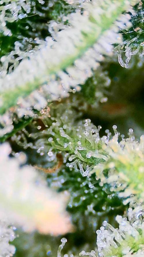 Dan's adventures in growing. Week 13