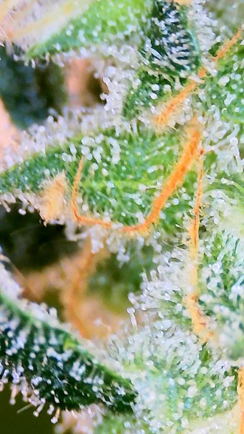 Dan's adventures in growing. Week 13