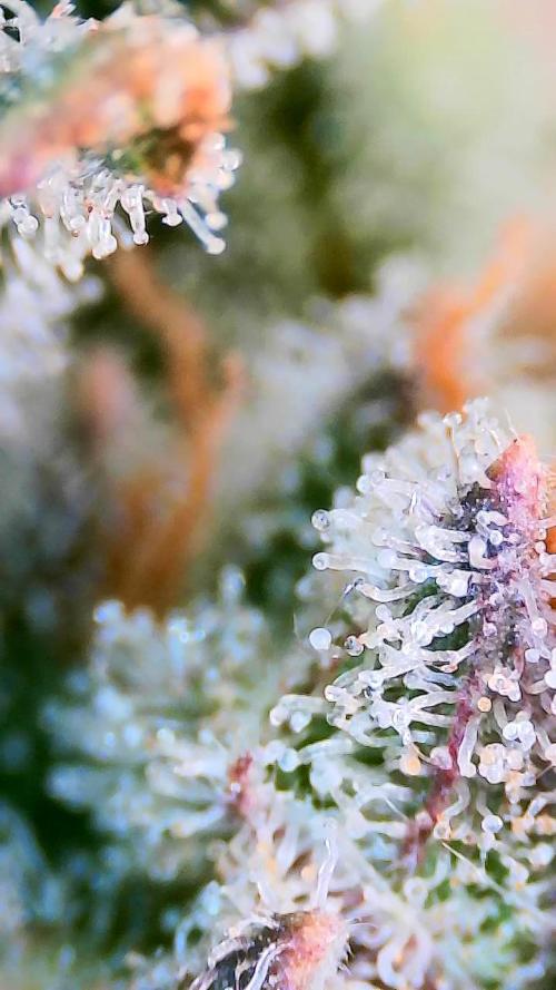 Dan's adventures in growing. Week 13