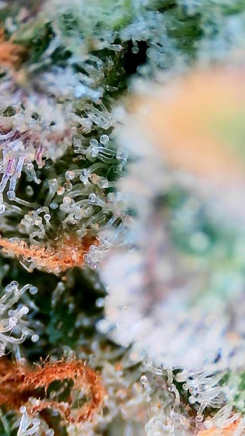 Dan's adventures in growing. Week 13