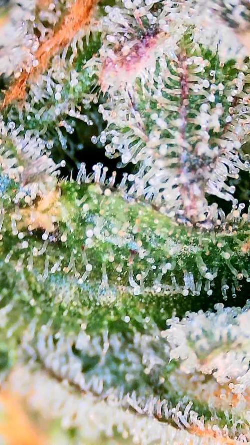 Dan's adventures in growing. Week 13