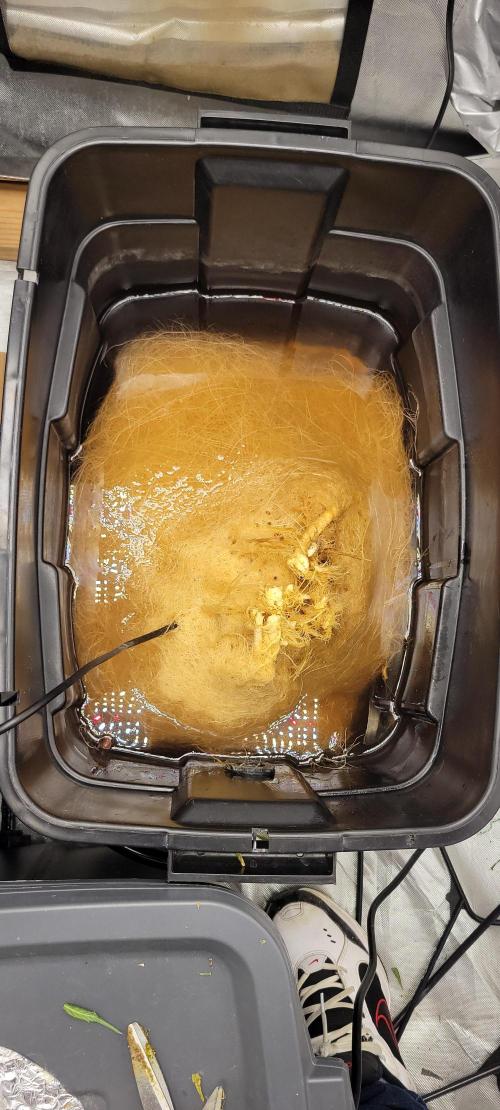 Dan's adventures in growing. Week 13