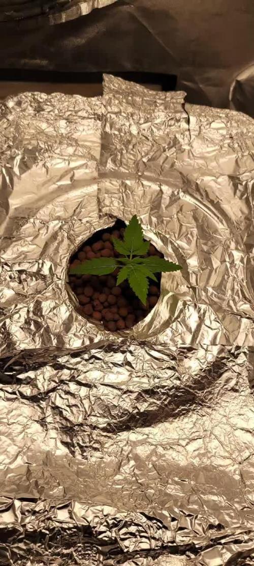 Dan's adventures in growing