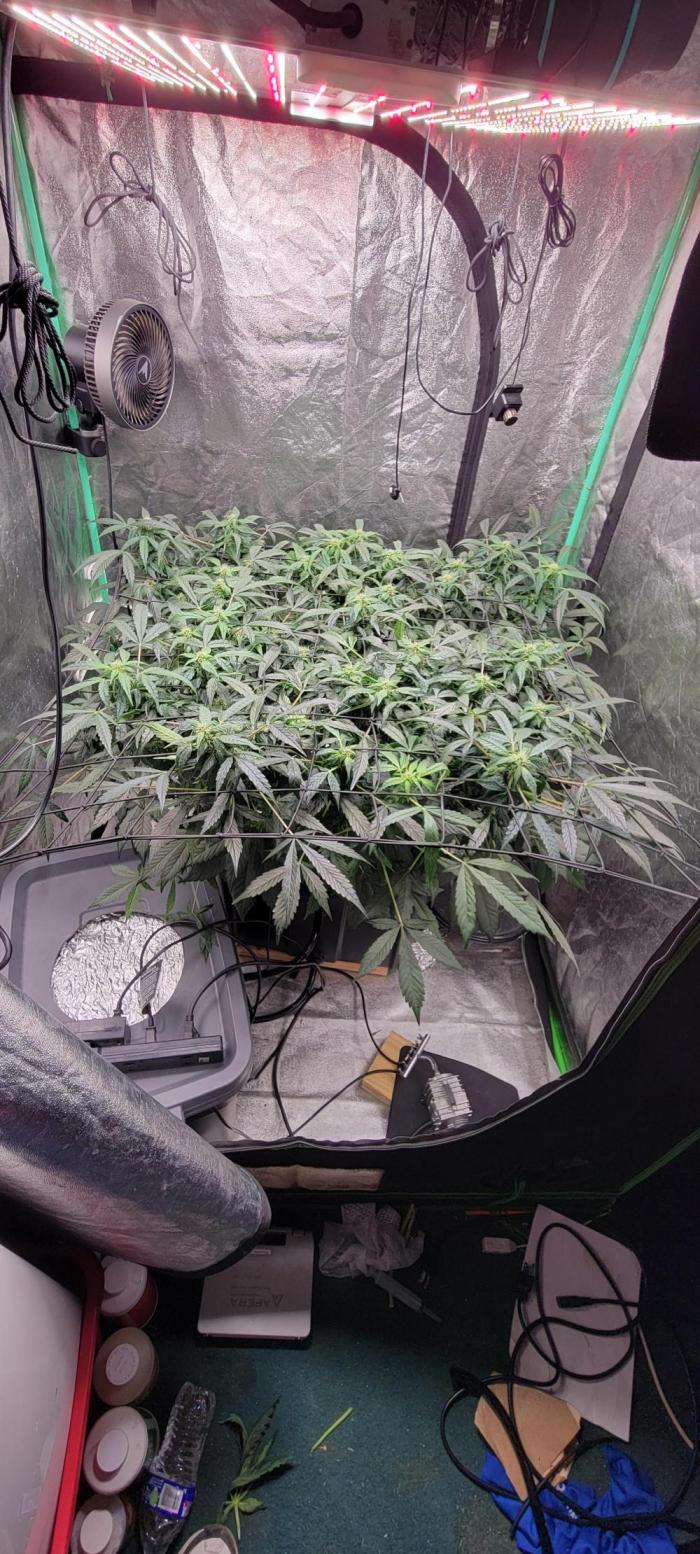 Bubblegum auto. Week 4