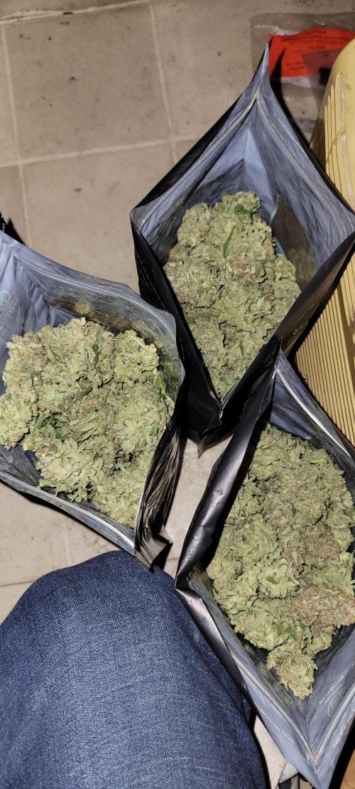 Dan's adventures in growing. Week 13