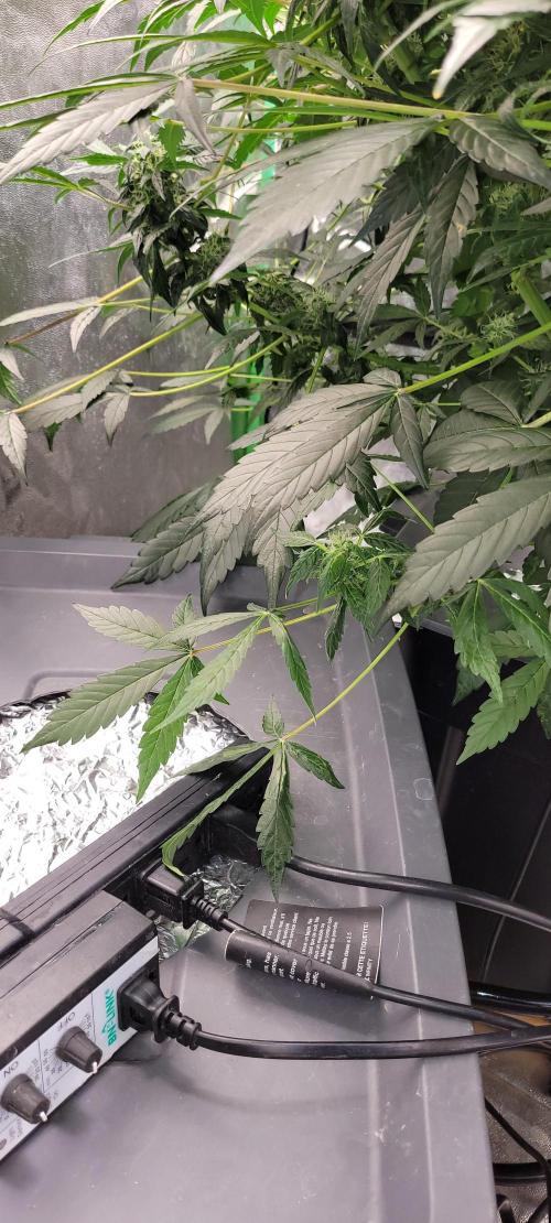 Bubblegum auto. Week 5