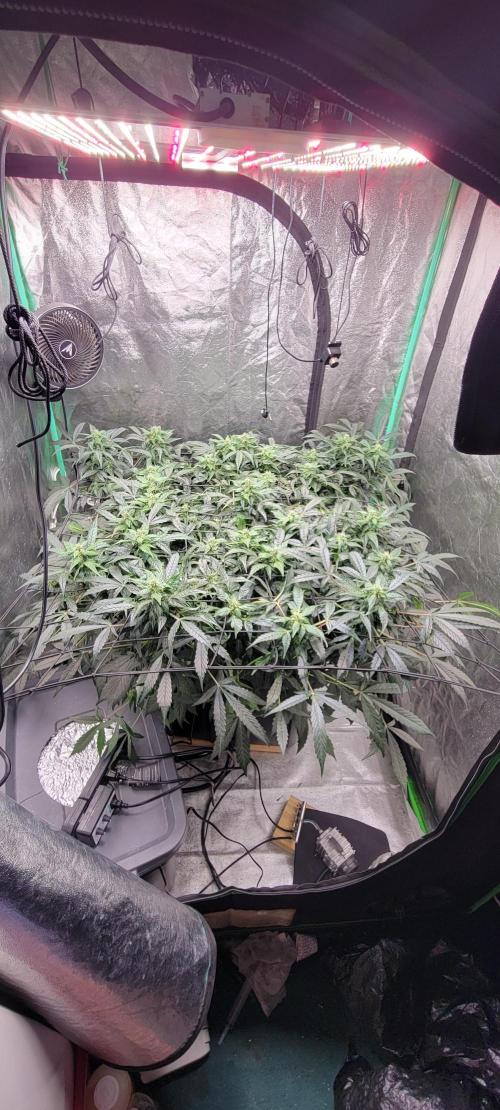 Bubblegum auto. Week 5