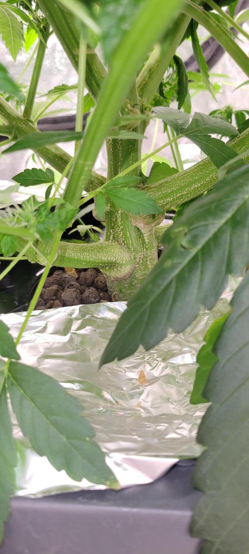 Bubblegum auto. Week 5