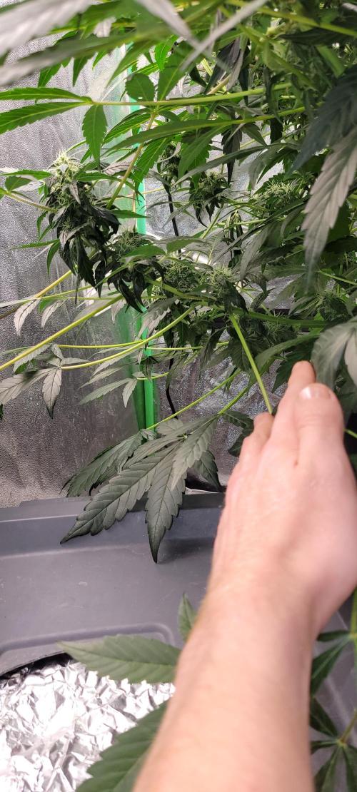 Bubblegum auto. Week 5