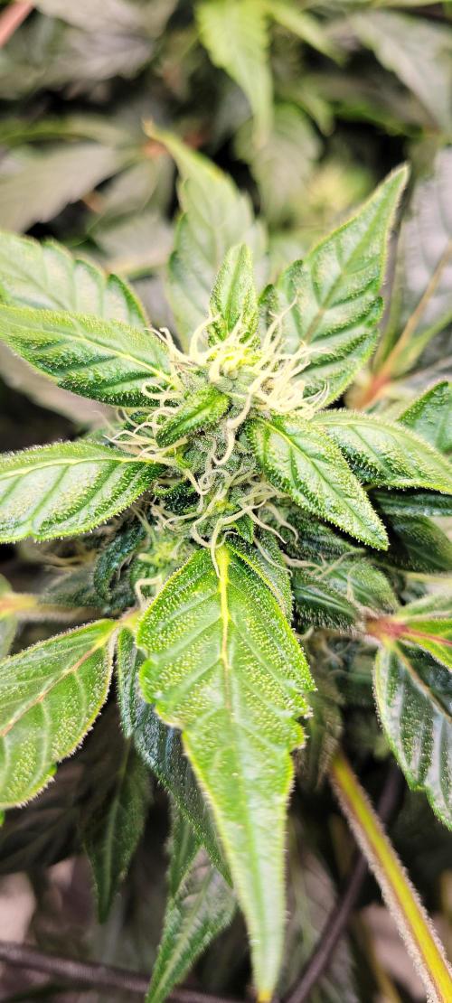 Bubblegum auto. Week 5