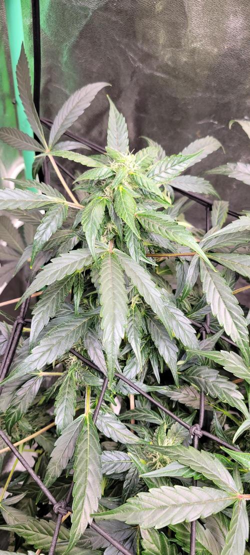 Bubblegum auto. Week 5