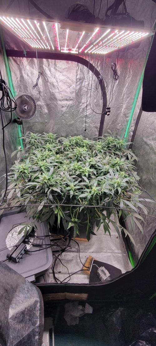 Bubblegum auto. Week 5