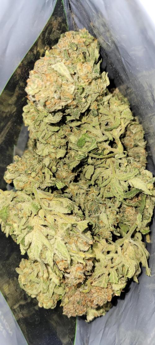 Dan's adventures in growing. Week 13