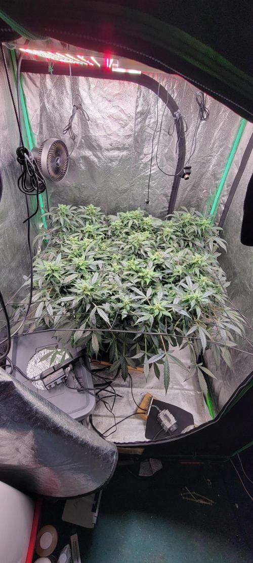 Bubblegum auto. Week 5