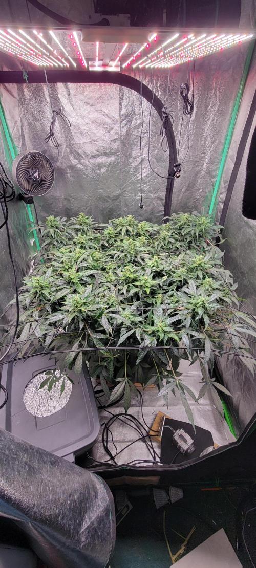 Bubblegum auto. Week 6