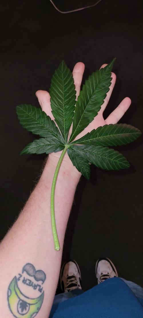 Bubblegum auto. Week 6