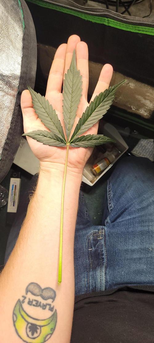 Bubblegum auto. Week 6