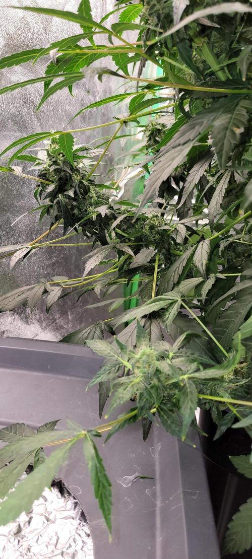 Bubblegum auto. Week 7