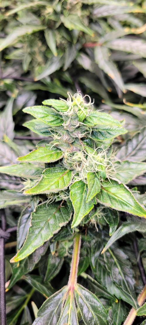 Bubblegum auto. Week 7