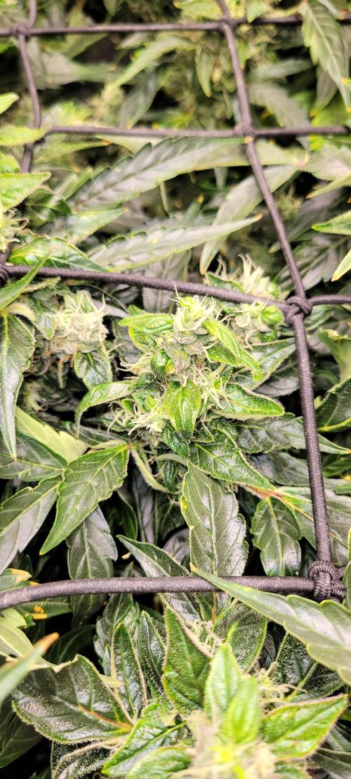 Bubblegum auto. Week 7