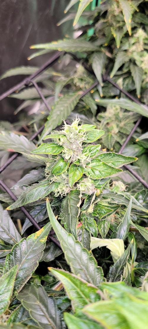 Bubblegum auto. Week 7