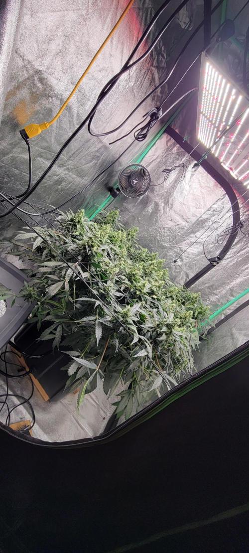 Bubblegum auto. Week 7