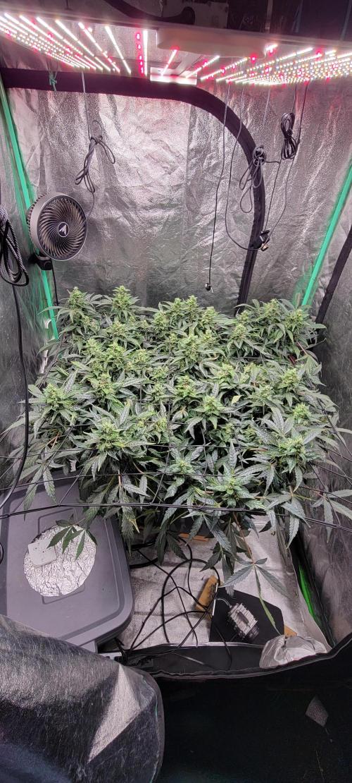 Bubblegum auto. Week 7