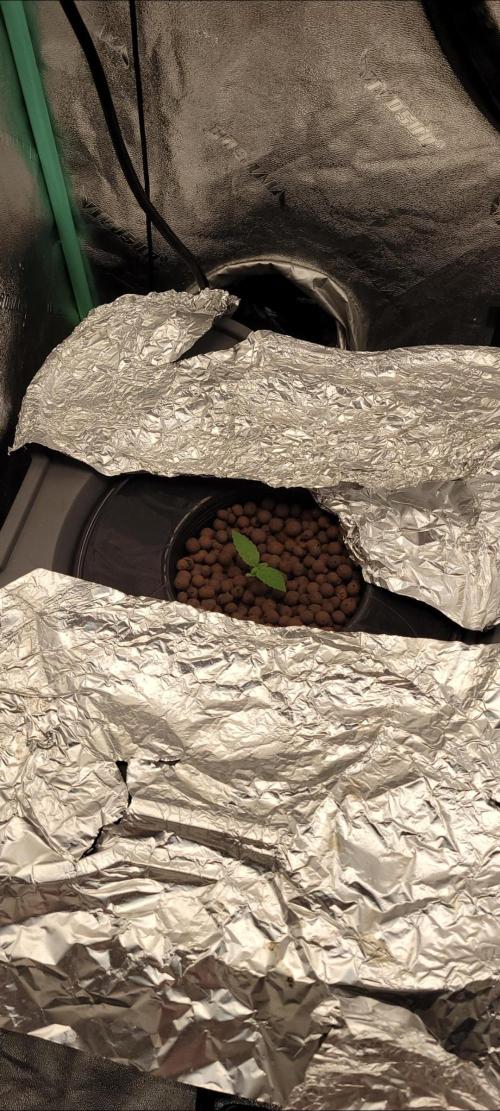 Critical and northern lights. Week 7