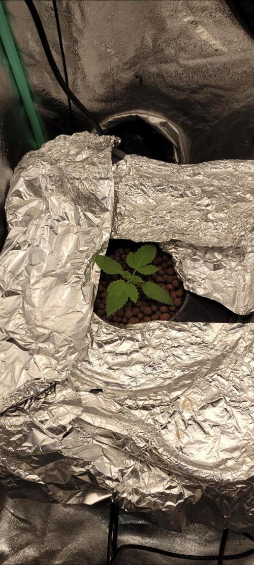 Critical and northern lights. Week 7