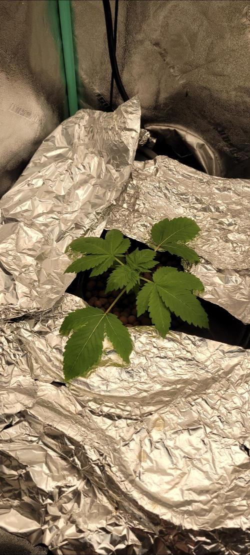 Critical and northern lights. Week 7