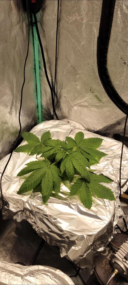 Critical and northern lights. Week 7