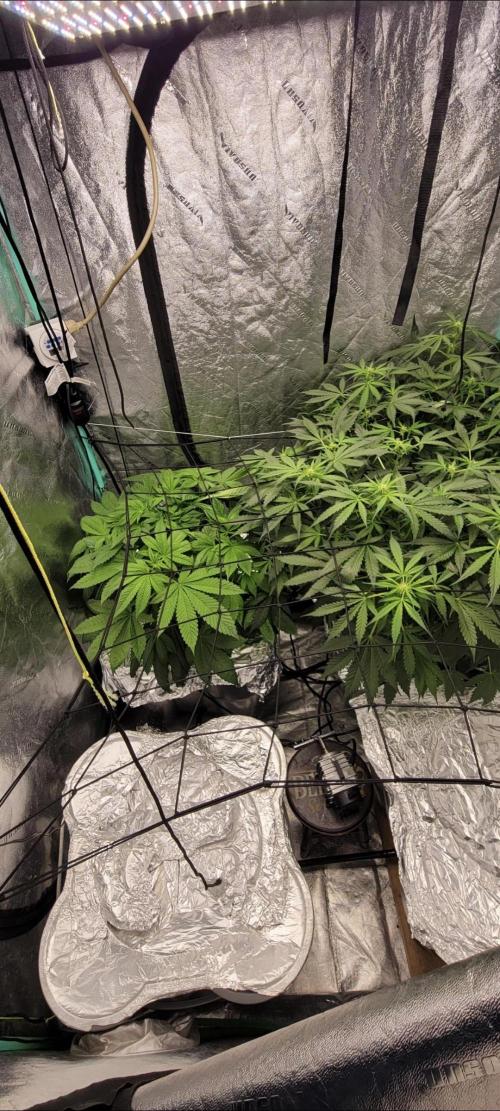 Critical and northern lights. Week 7