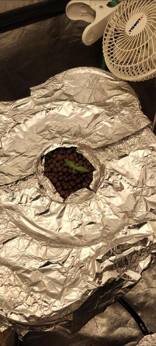 Critical and northern lights. Week 7