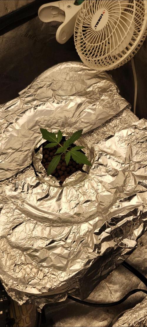 Critical and northern lights. Week 7