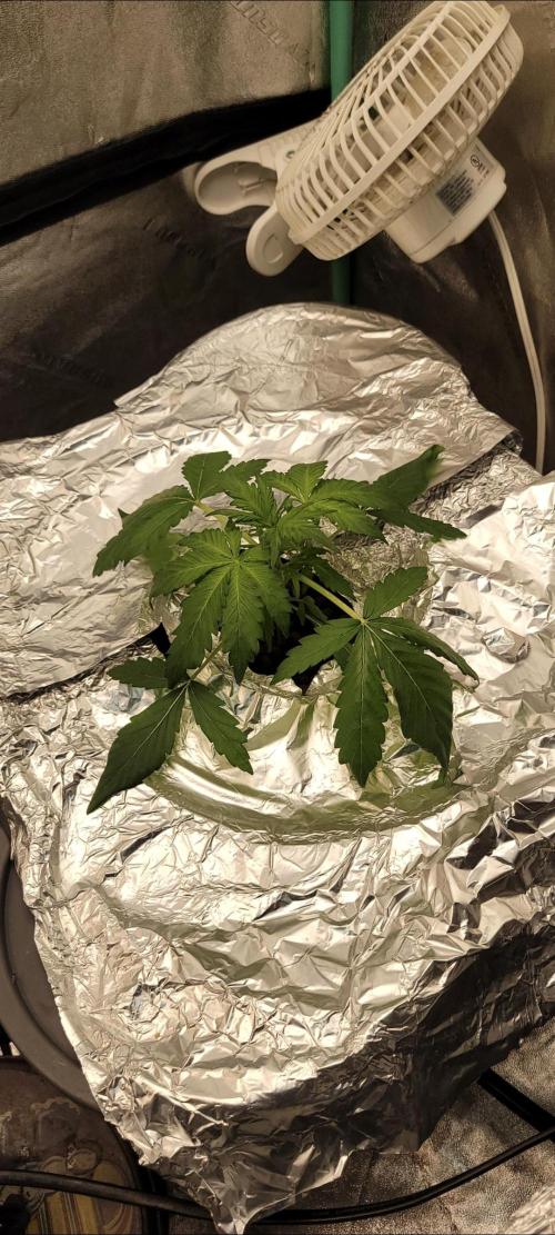 Critical and northern lights. Week 7