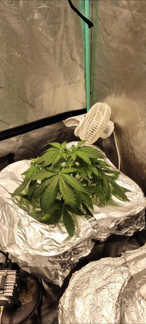 Critical and northern lights. Week 7