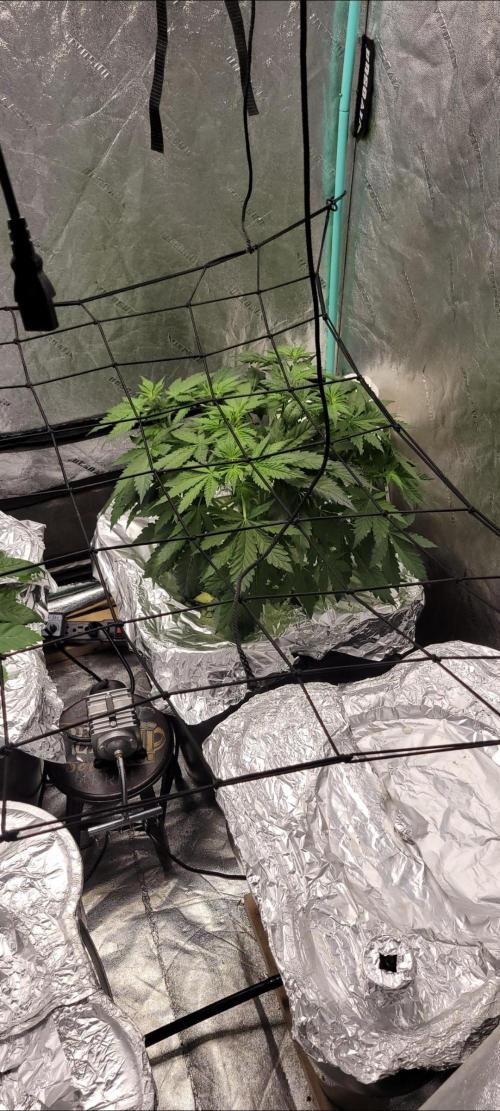 Critical and northern lights. Week 7