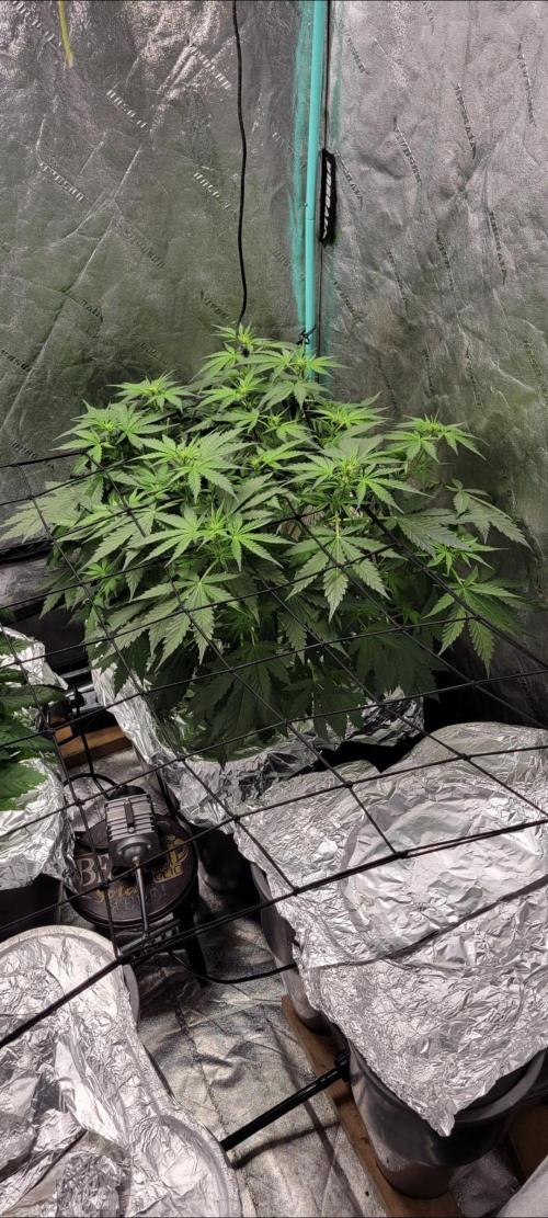 Critical and northern lights. Week 7