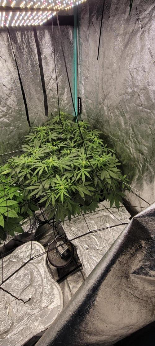 Critical and northern lights. Week 7