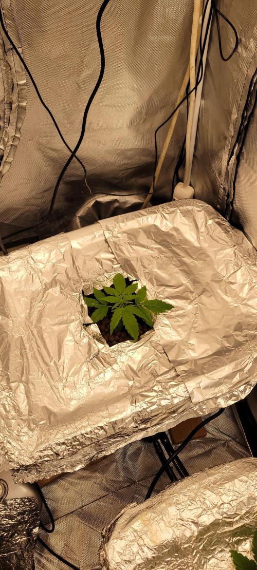 Tent 3. Week 2 - Cookies 