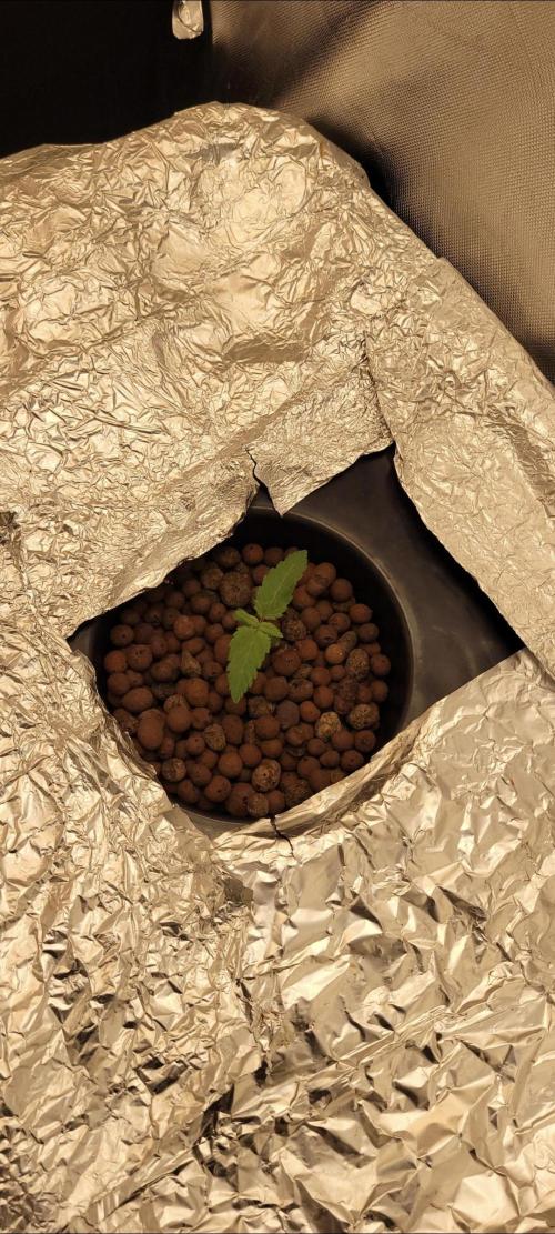 Tent 3. Week 2 - Sunset 