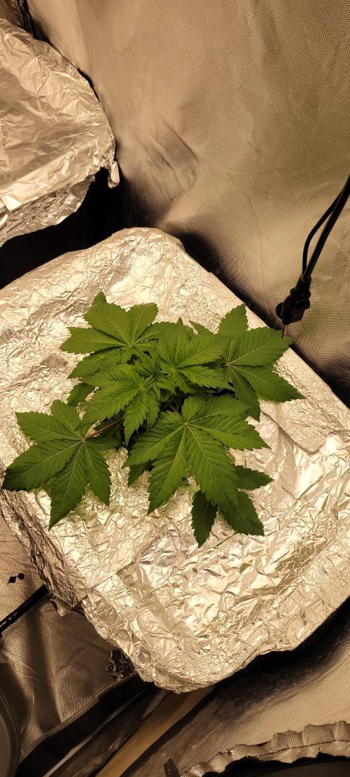 Tent 3. Week 2 - Sunset 