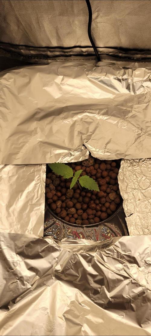 Tent 3. Week 2 - Coughing cookies or cookie cough 